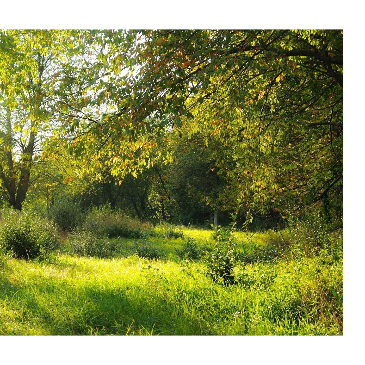 Feed Image